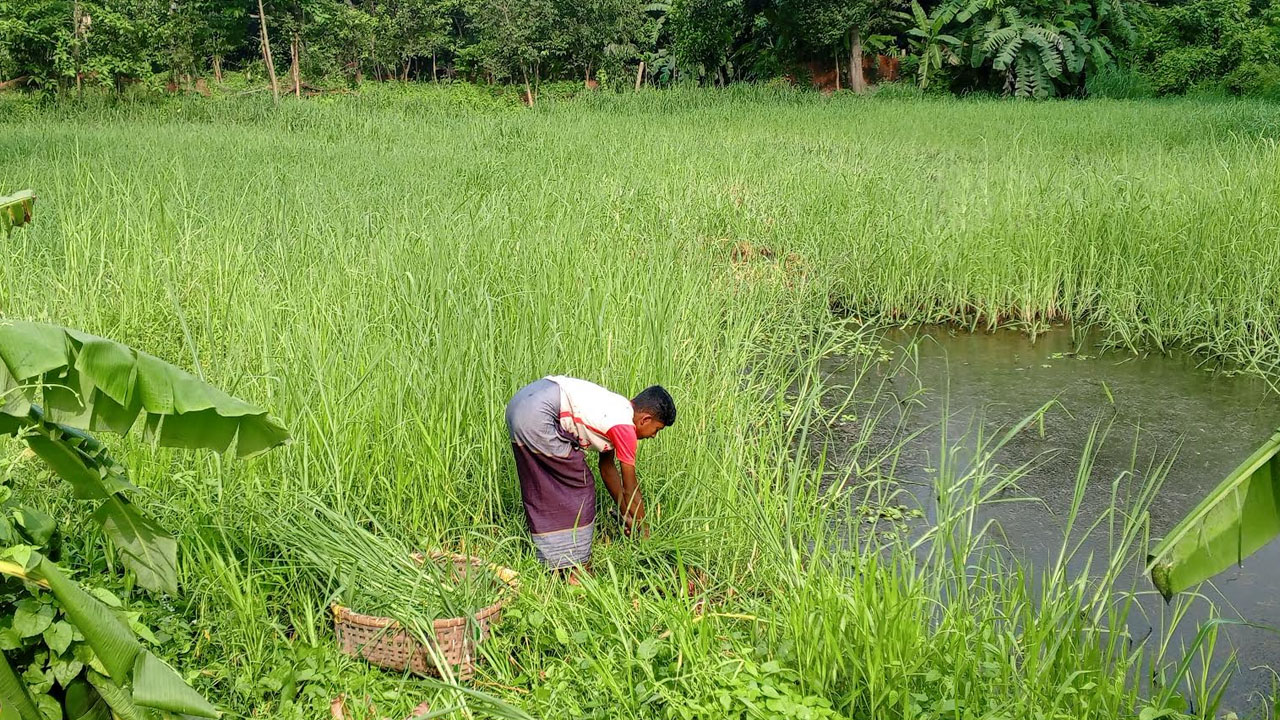 ধান ছেড়ে ঘাস চাষে ঝুঁকছেন ফেনীর কৃষকরা