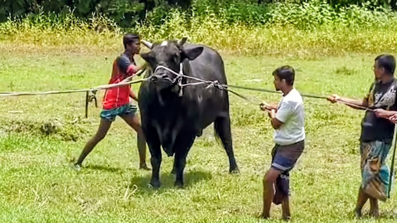 kalomanik cow1
