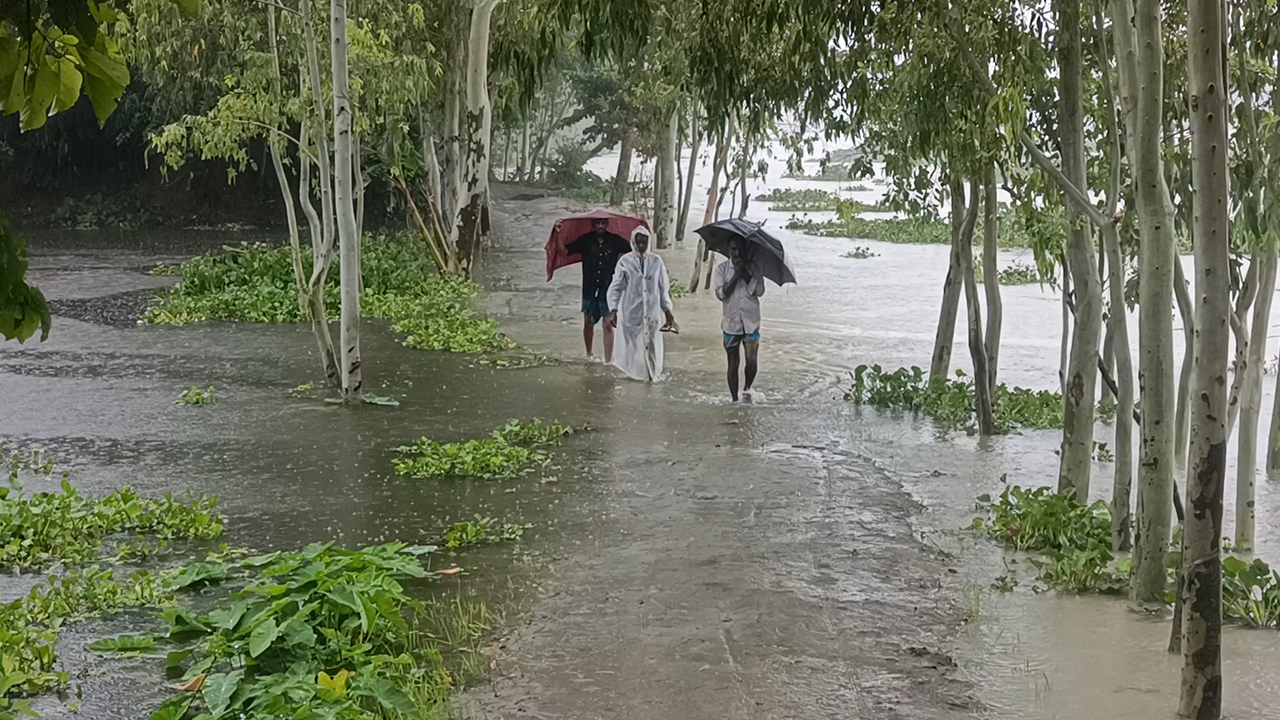নদ-নদীর পানি বেড়ে নিম্নাঞ্চল প্লাবিত। সোমবার সকালে কুড়িগ্রামের ধরলা অববাহিকা ছড়ারপাড় এলাকায় তোলা। ছবি: এশিয়া পোস্ট