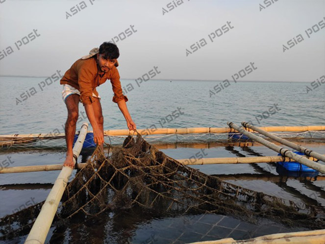 গবেষণাগারের সাফল্যকে মাঠ পর্যায়ে নিয়ে যাওয়ার ব্যাপারেও অগ্রগতি হয়েছে। ছবি: এশিয়া পোস্ট