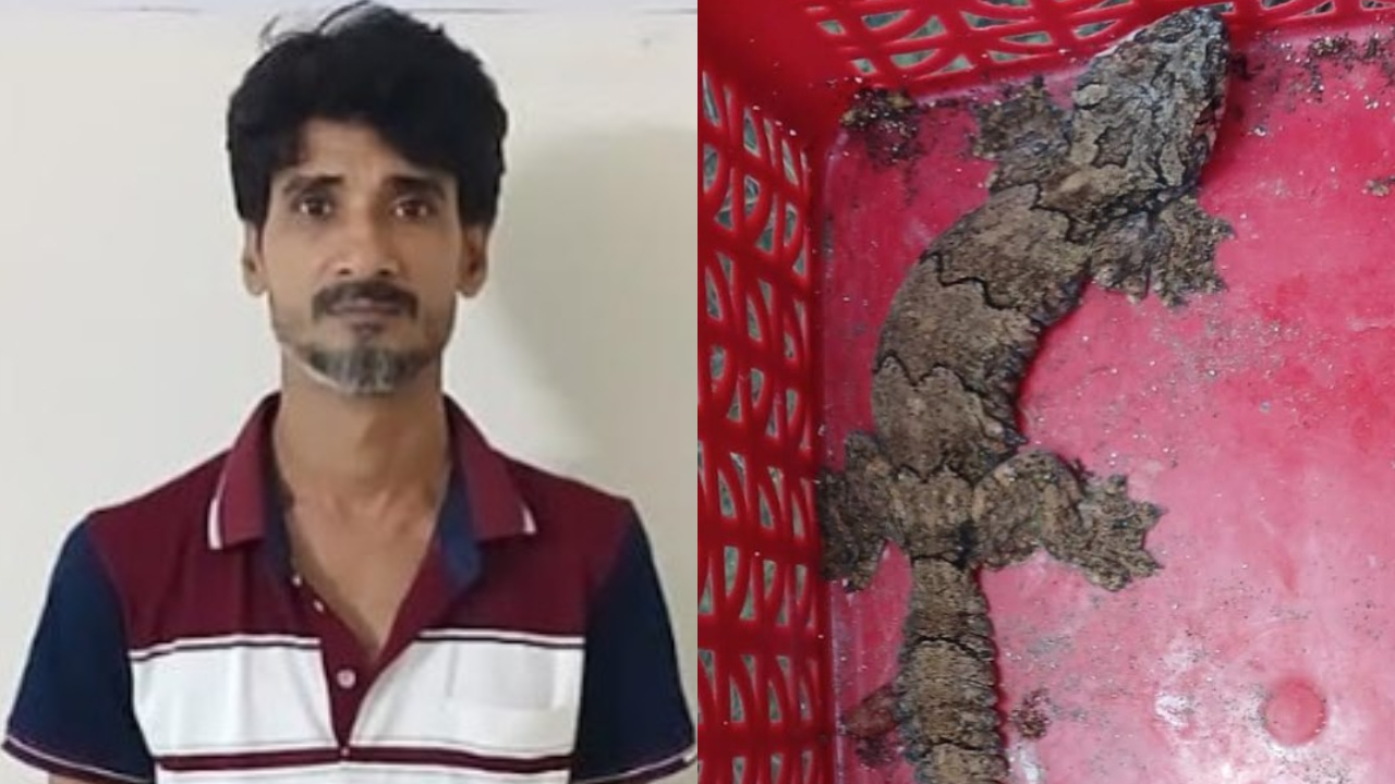 তক্ষকসহ ফের ধরা পড়লেন বন্যপ্রাণী পাচার চক্রের মূলহোতা সুমন