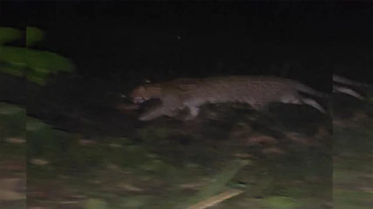 মাগুরায় লোকালয়ে ‘বাঘের মতো’ প্রাণীর ঘোরাফেরা, ভিডিও ভাইরাল