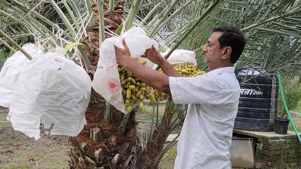 পাবনায় মরুর খেজুর চাষে সাফল্য