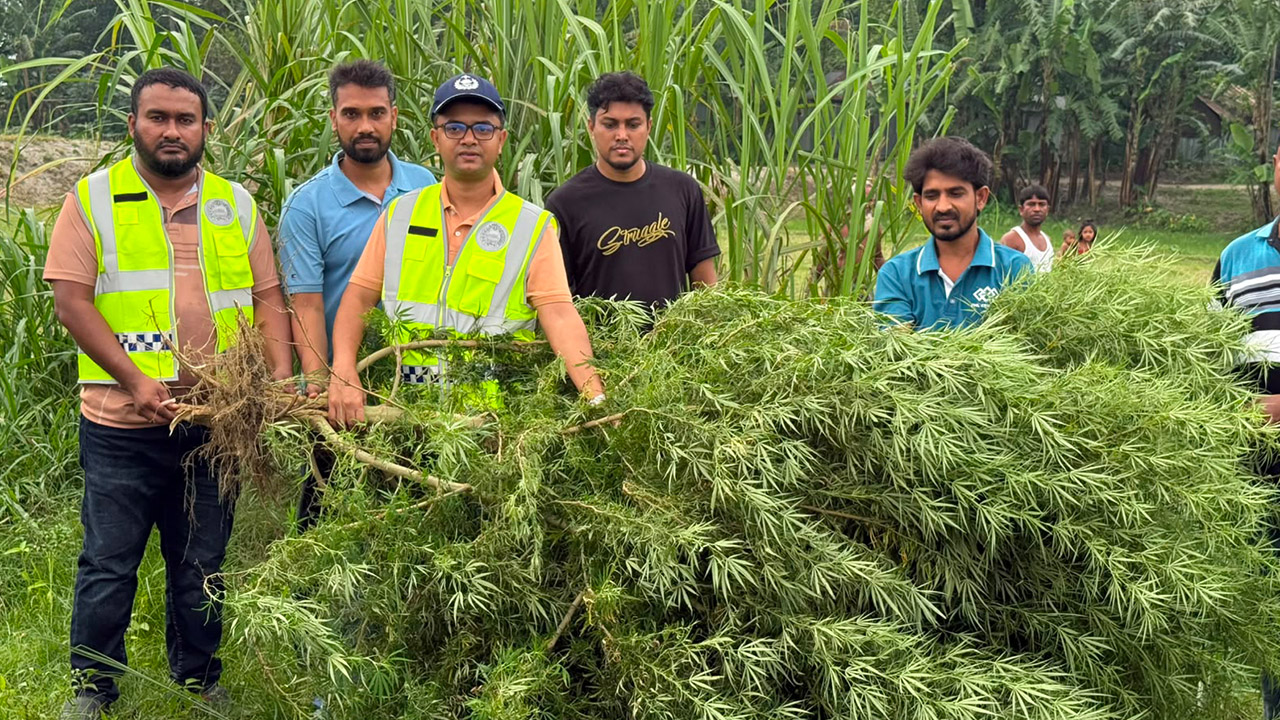 জব্দ করা গাঁজা গাছ। ছবি : এশিয়া পোস্ট