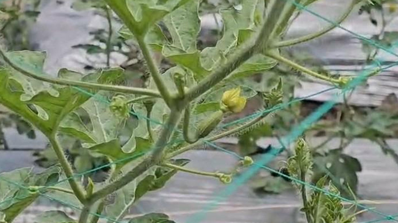 ফুল এসেছে তরমুজ গাছে। ছবি: এশিয়া পোস্ট