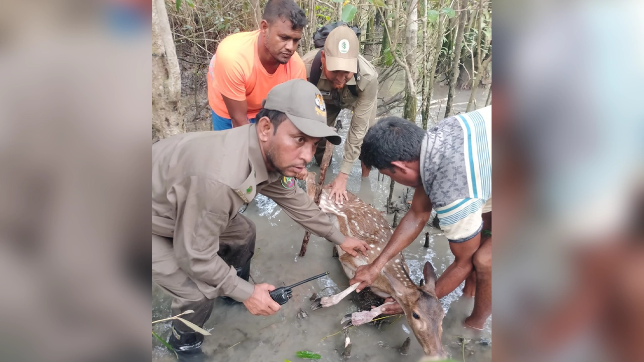 শিকারির ফাঁদে আটকা পড়ে হরিণ, সুস্থ করে সুন্দরবনে অবমুক্ত