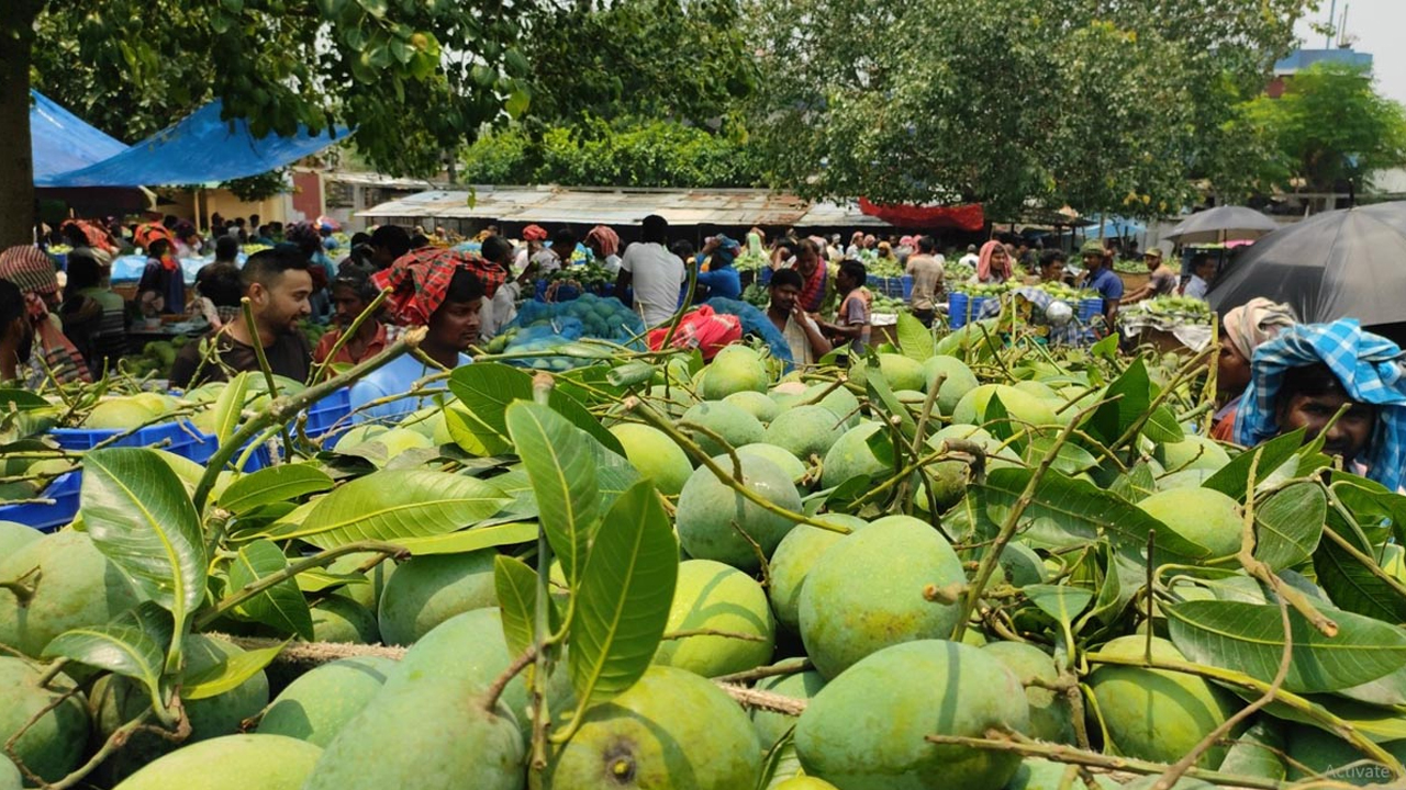 আম ব্যবসায়ীদের জন্য চার জেলায় শনিবারও ব্যাংক খোলা