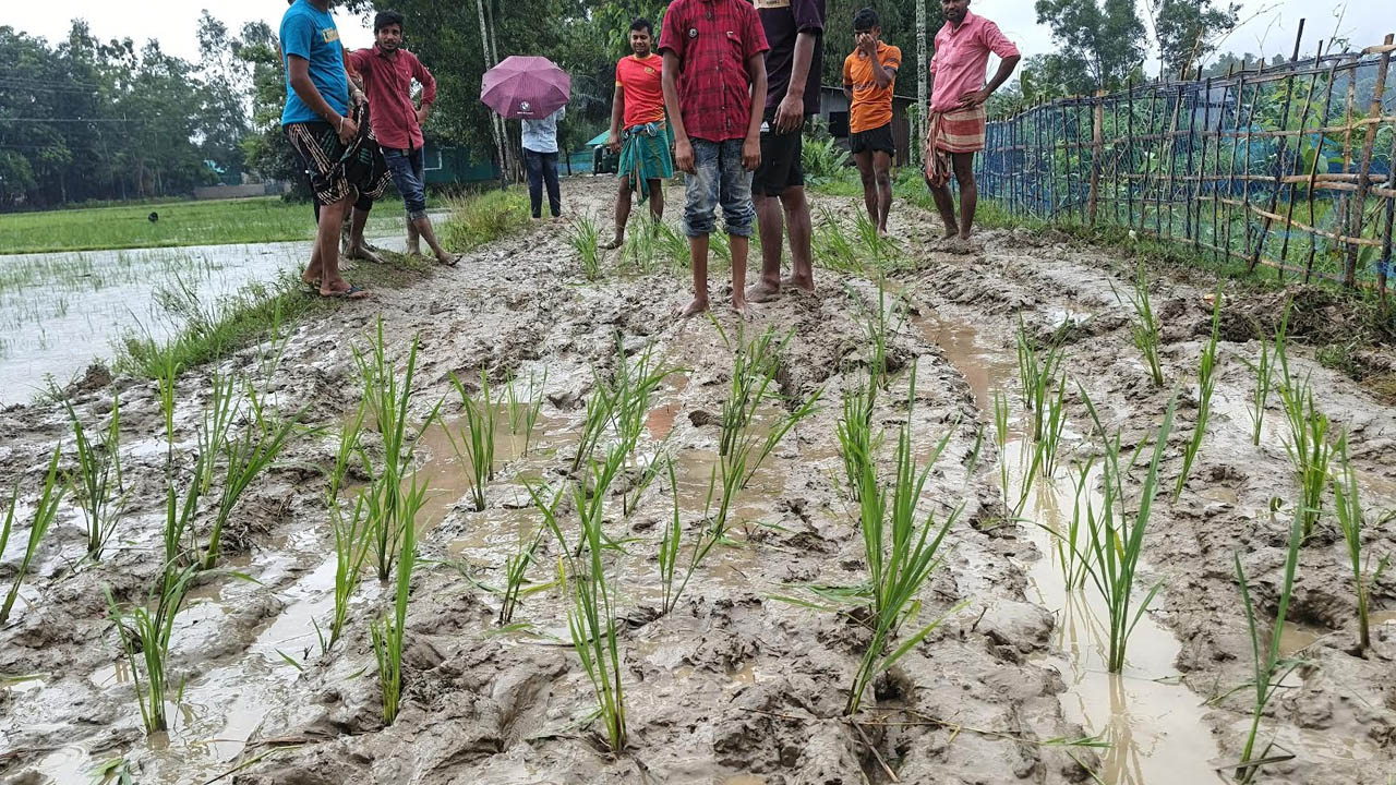 কাদাভর্তি সড়কে ধানের চারা রোপণ করে অভিনব প্রতিবাদ