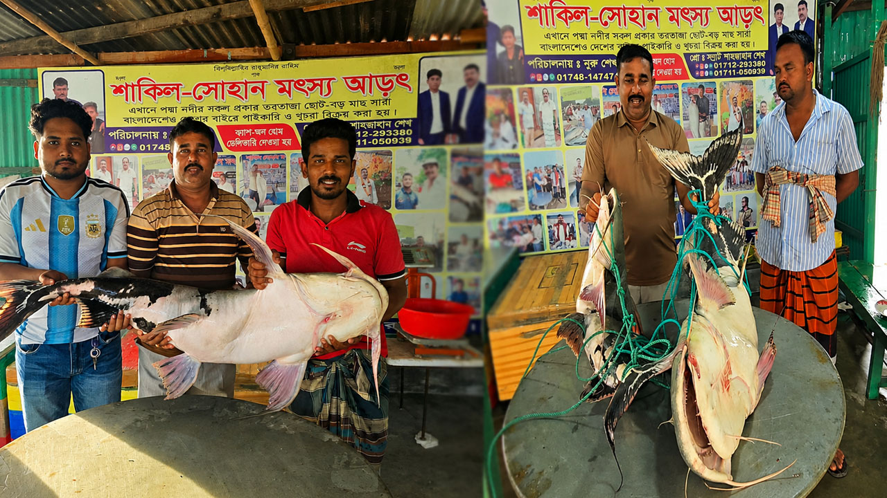 পদ্মায় ধরা পড়ল দুই বাগাড়, বিক্রি ১ লাখ ১৪ হাজারে