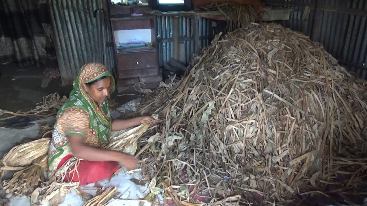 নারী উদ্যোক্তা সুমি বেগম কচুরিপানা বিক্রির জন্য প্রস্তুত করছেন। ছবি: এশিয়া পোস্ট