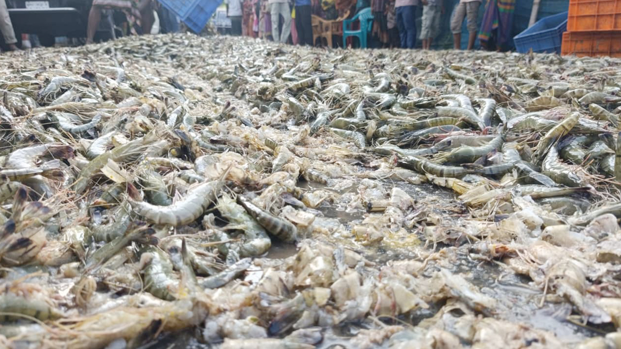 জেলি পুশ করা ১৫০০ কেজি চিংড়ি ধ্বংস করল র্যাব