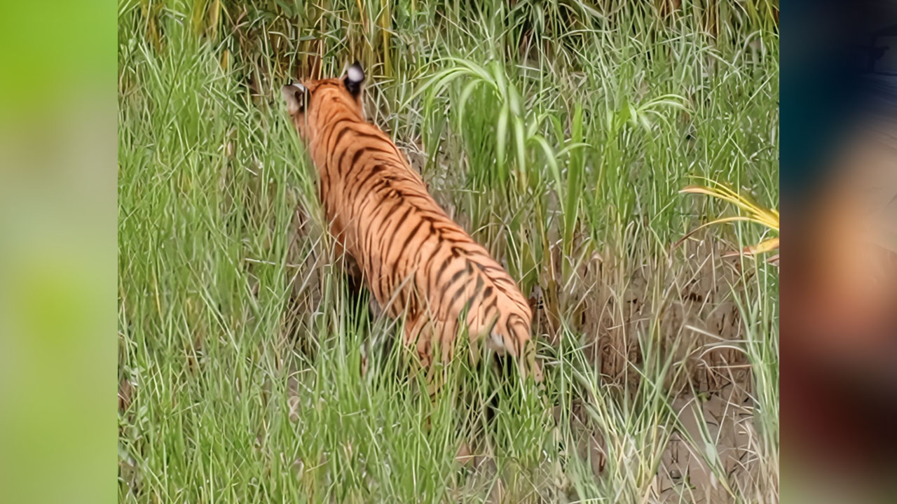 নিজ আবাসে অবমুক্ত করা হয় বাঘিনীটিকে। রোববার দুপুরে পূর্ব সুন্দরবনের চাঁদপাই রেঞ্জের আন্ধারমানিক বনাঞ্চলে। ছবি: এশিয়া পোস্ট