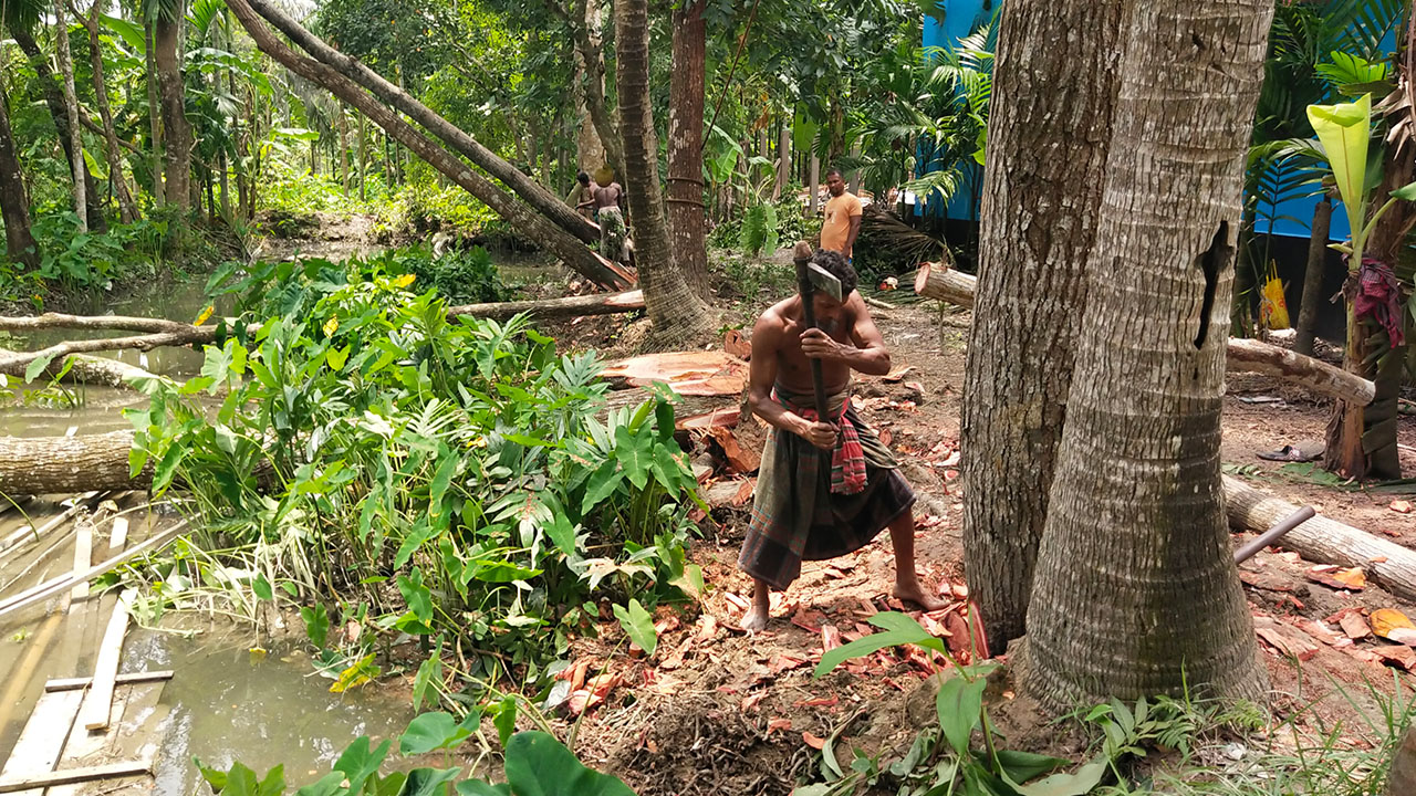 গাছ কাটা হচ্ছে। ছবি: সংগৃহীত