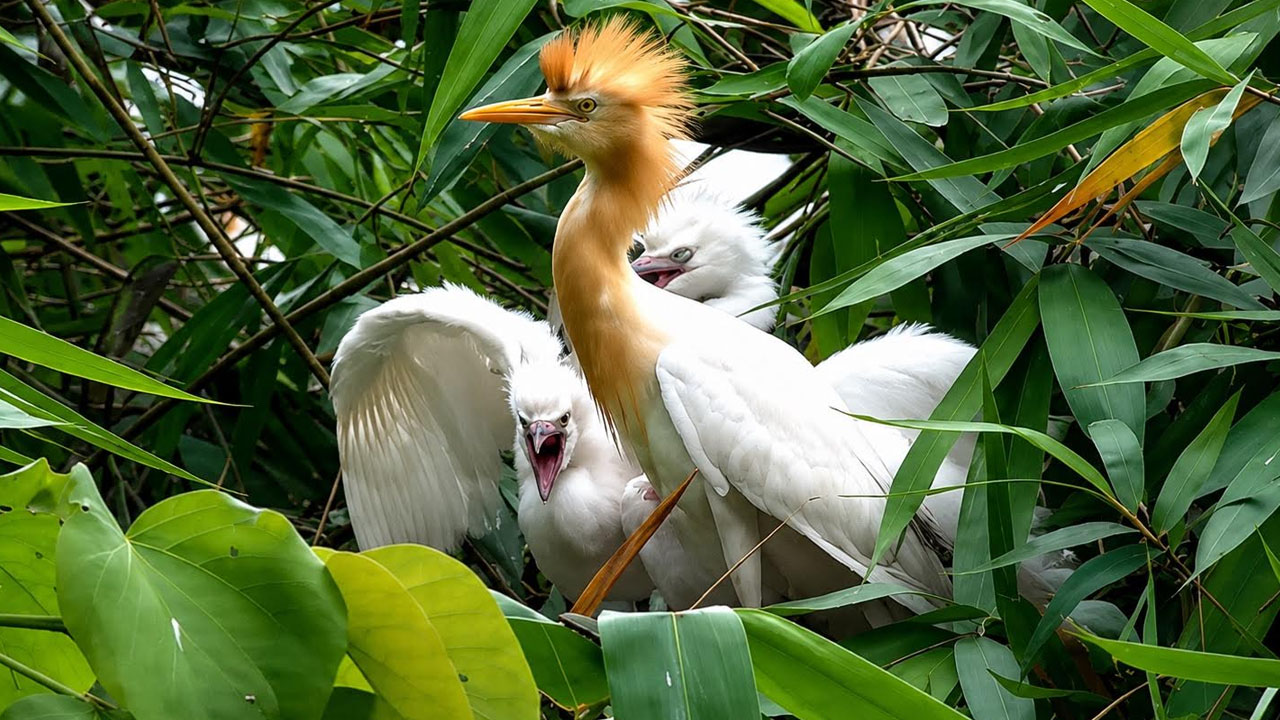 দুই শতাব্দী ধরে পাখিদের দখলে যে গ্রাম