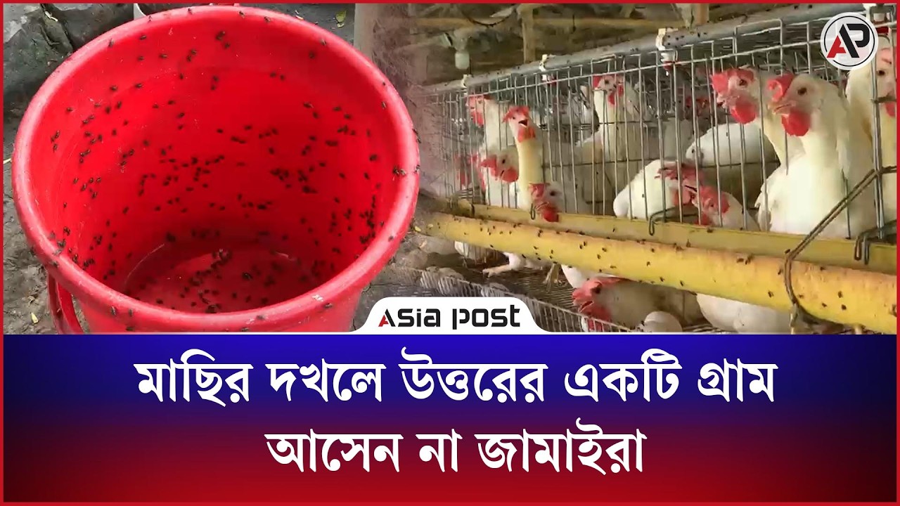 মাছির দখলে দেশের একটি গ্রাম, আসেন না জামাইরা