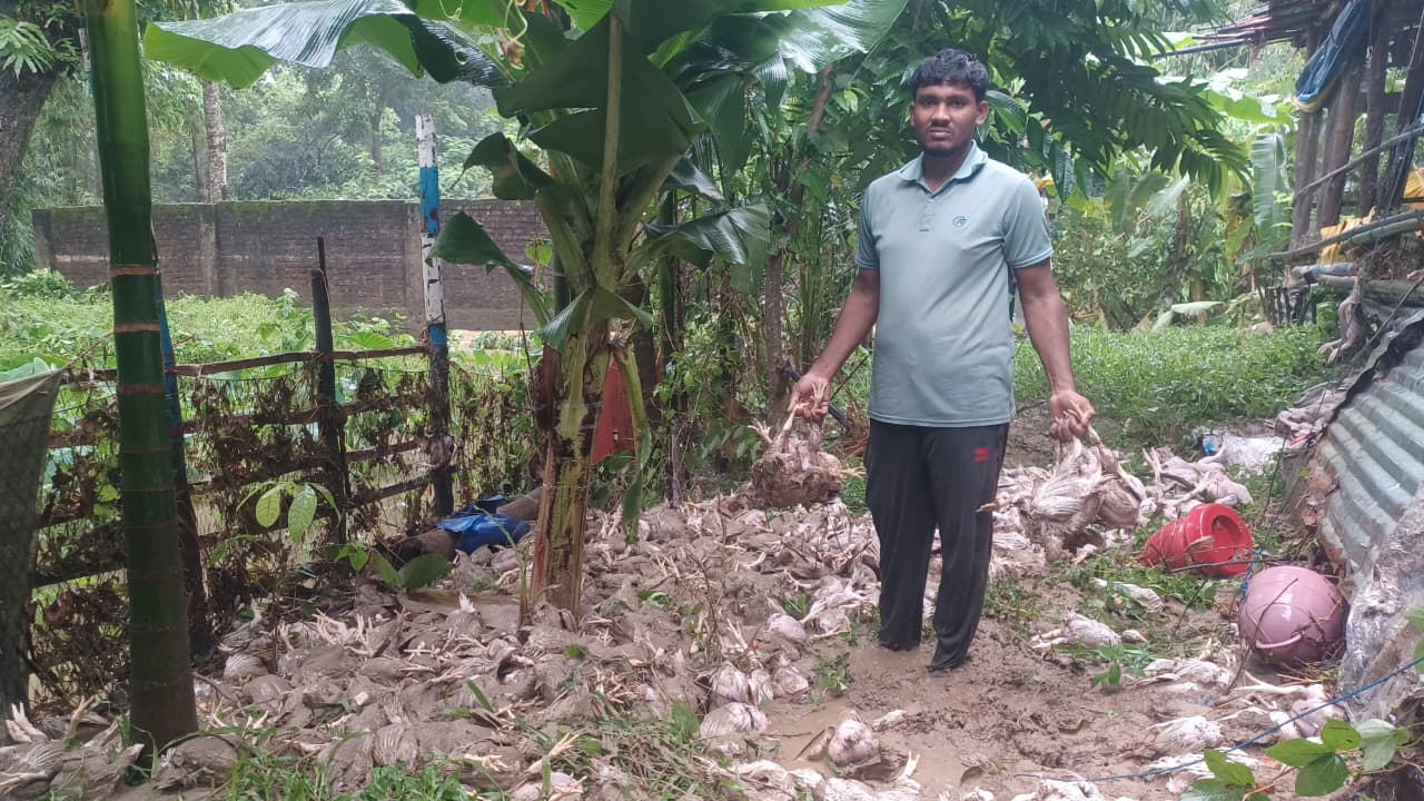আকস্মিক ঢলে তলিয়ে যাওয়া ব্রয়লার মুরগির খামার। ছবি : এশিয়া পোস্ট