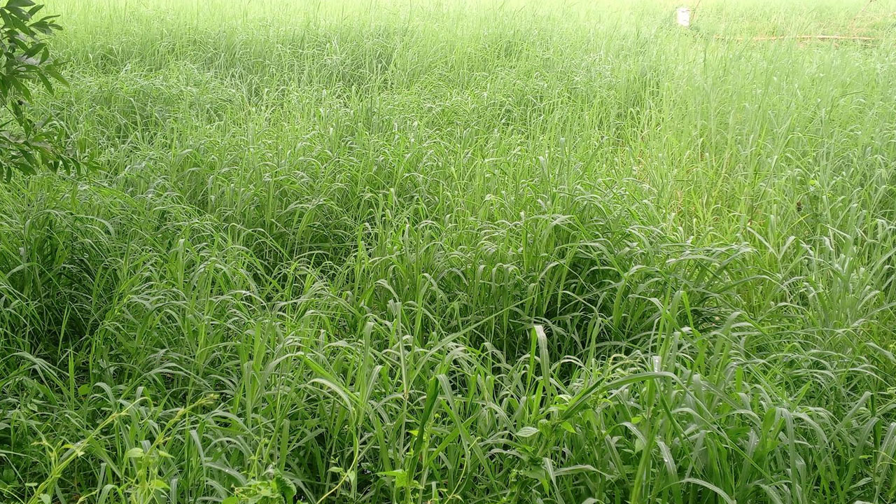 ছবি: এশিয়া পোস্ট