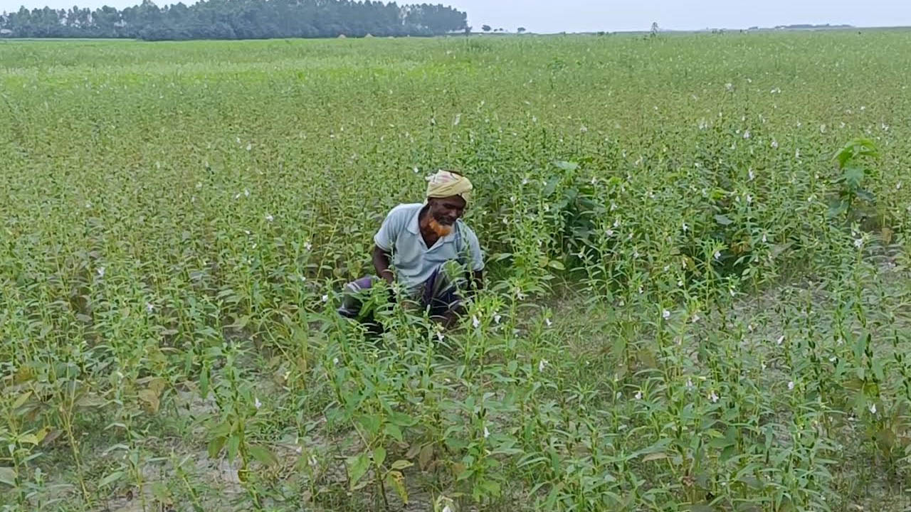 ছবি: এশিয়া পোস্ট