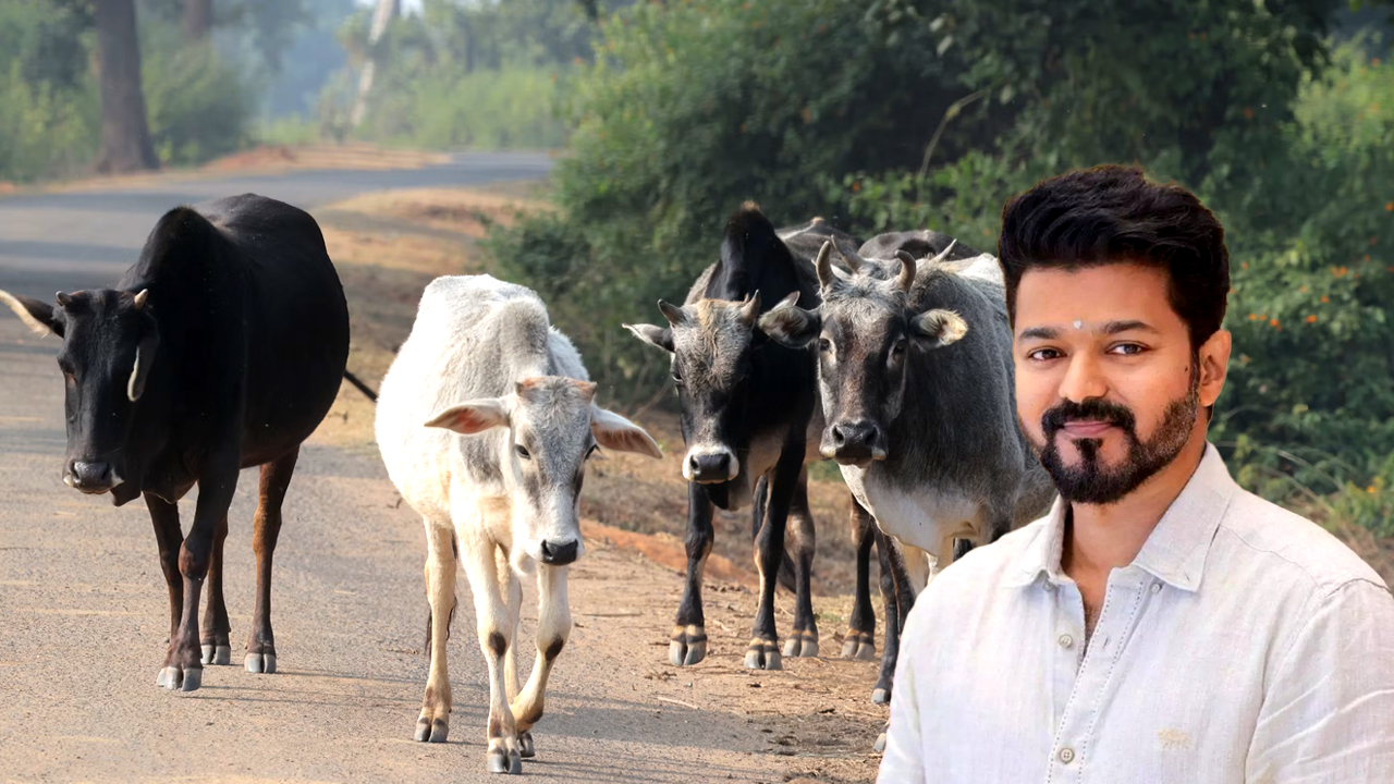 গরু জবাইয়ে বাধা নেই তামিলনাড়ুতে, থালাপতির বড় জয়