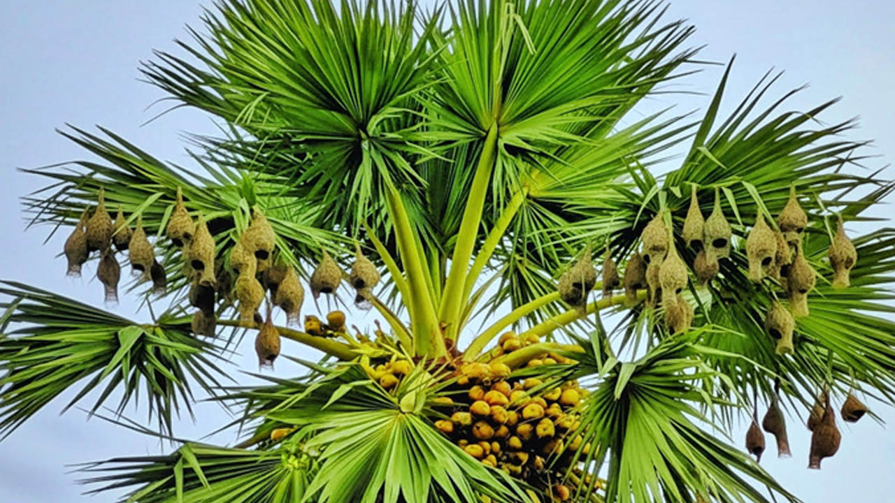 হারিয়ে যাচ্ছে ‘কুঁড়েঘরের শিল্পী’ বাবুই পাখি