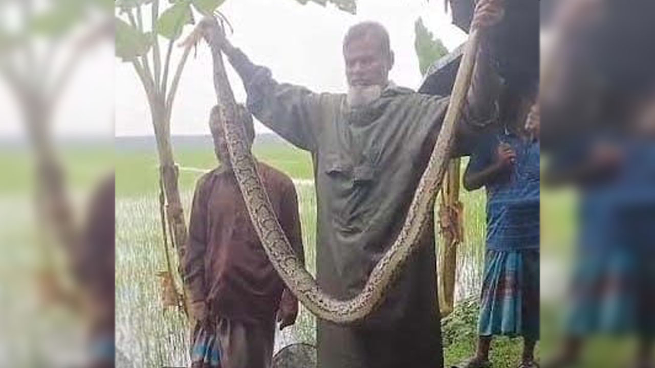 শরণখোলায় ধানক্ষেত থেকে অজগর উদ্ধার, সুন্দরবনে অবমুক্ত