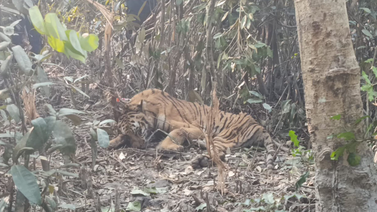 হরিণ শিকারিদের ফাঁদে আটকা পড়ে আহত হয় বাঘিনী। ছয় মাস আগে সুন্দরবনের চাঁদপাই রেঞ্জ এলাকায়। ছবি: এশিয়া পোস্ট