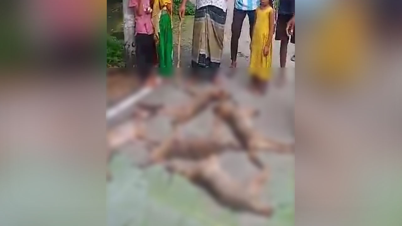 বরিশালে ৭ শিয়াল হত্যা, মাংস খেয়ে বিক্রির পোস্টে তোলপাড়