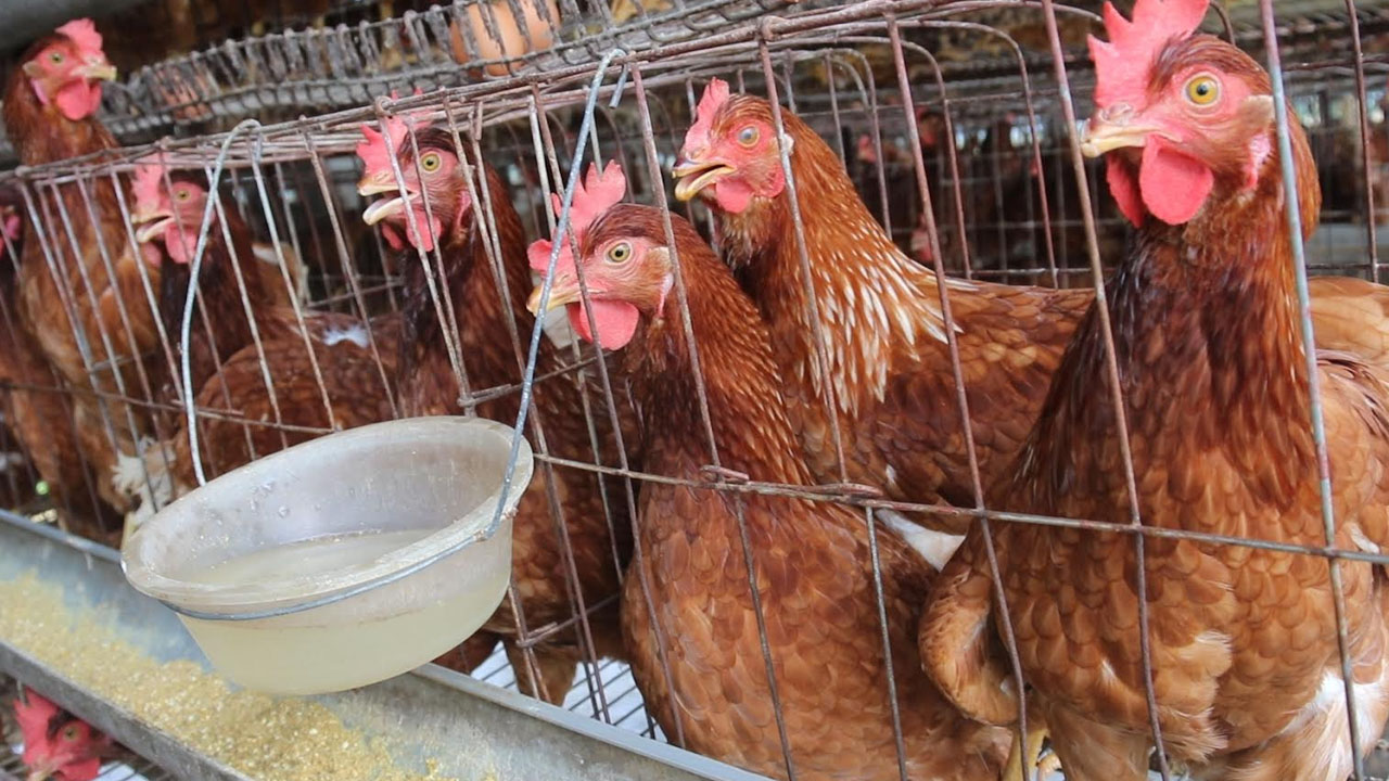 ছবি: এশিয়া পোস্ট