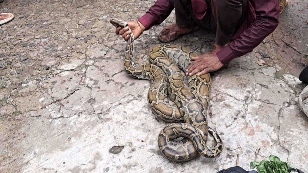 মোরেলগঞ্জে জালে আটকা ৯ ফুটের অজগর উদ্ধার