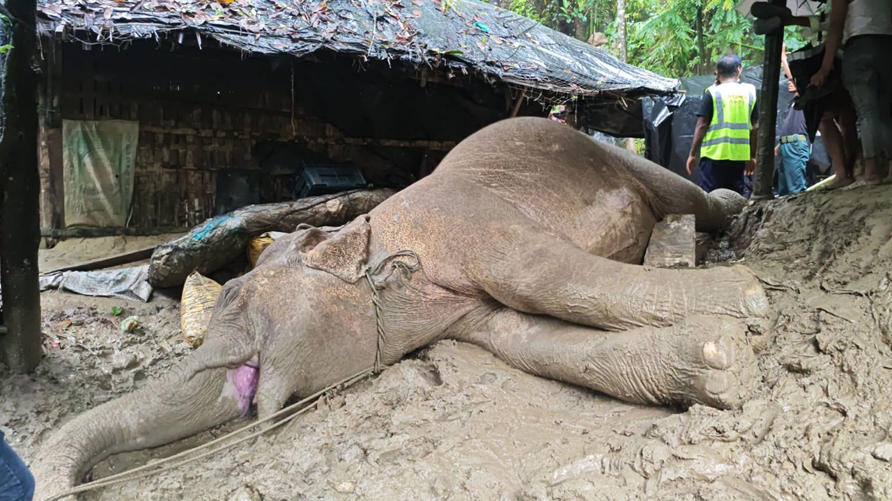 ২২ ঘণ্টার লড়াইয়েও বাঁচানো গেল না আহত মা হাতিকে