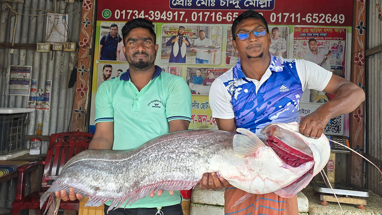 পদ্মায় ধরা পড়া ১৯ কেজি ওজনের বোয়াল মাছ। ছবি : এশিয়া পোস্ট