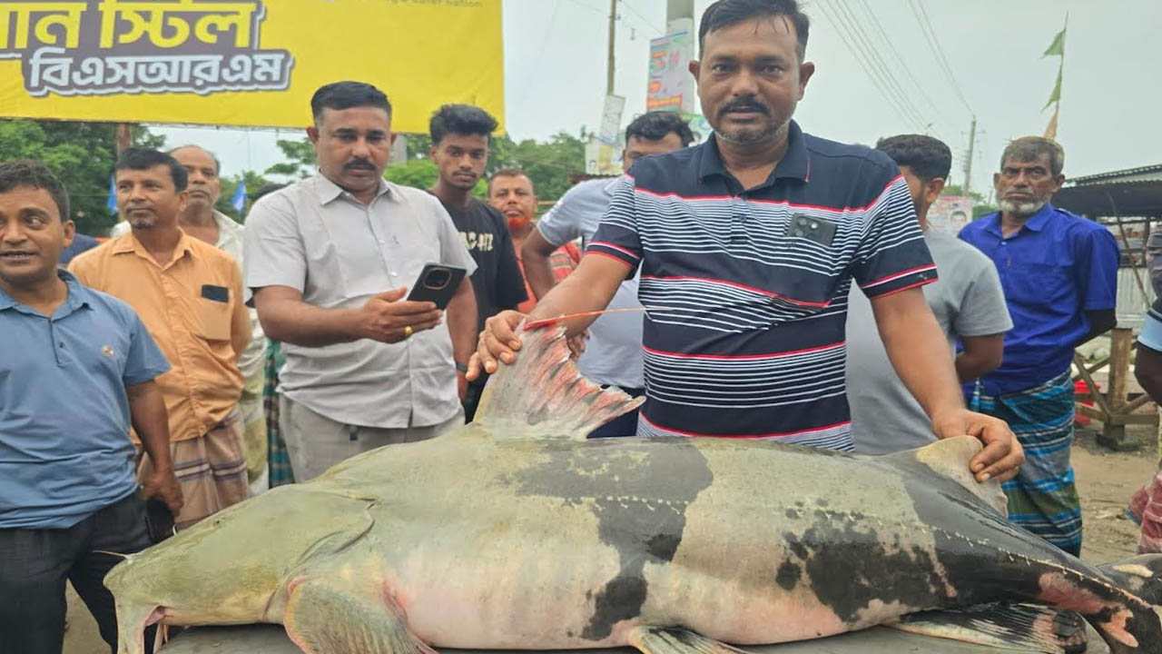 পদ্মায় ধরা পড়ল ৩৫ কেজির বাঘাড়, বিক্রি ৮৭ হাজার টাকা