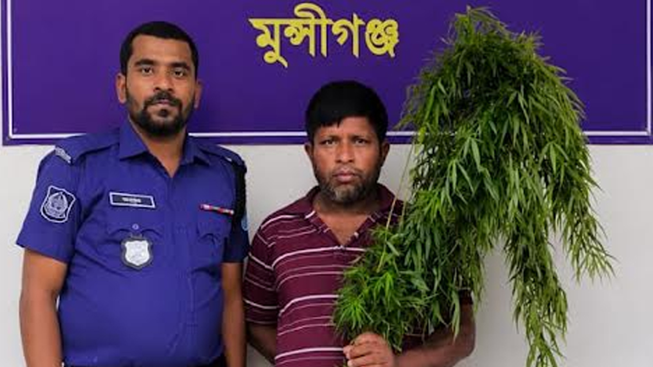 মুন্সীগঞ্জে পাঁচটি গাঁজা গাছসহ মাদক কারবারি গ্রেপ্তার