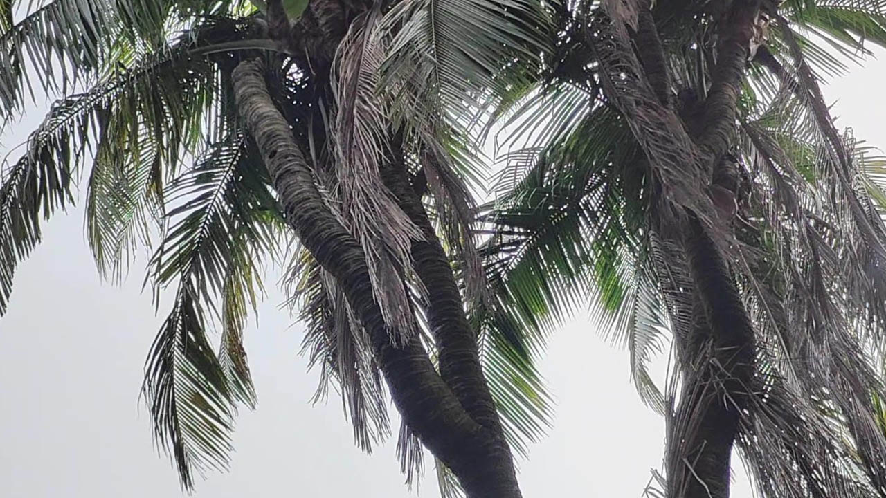 ঠাকুরগাঁওয়ে সাত মাথার বিরল নারিকেল গাছ, দর্শনার্থীদের ভিড়