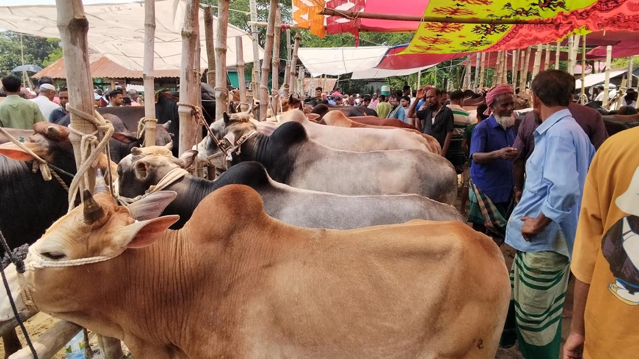 জমে উঠেছে গরুর হাট। ছবি: এশিয়া পোস্ট
