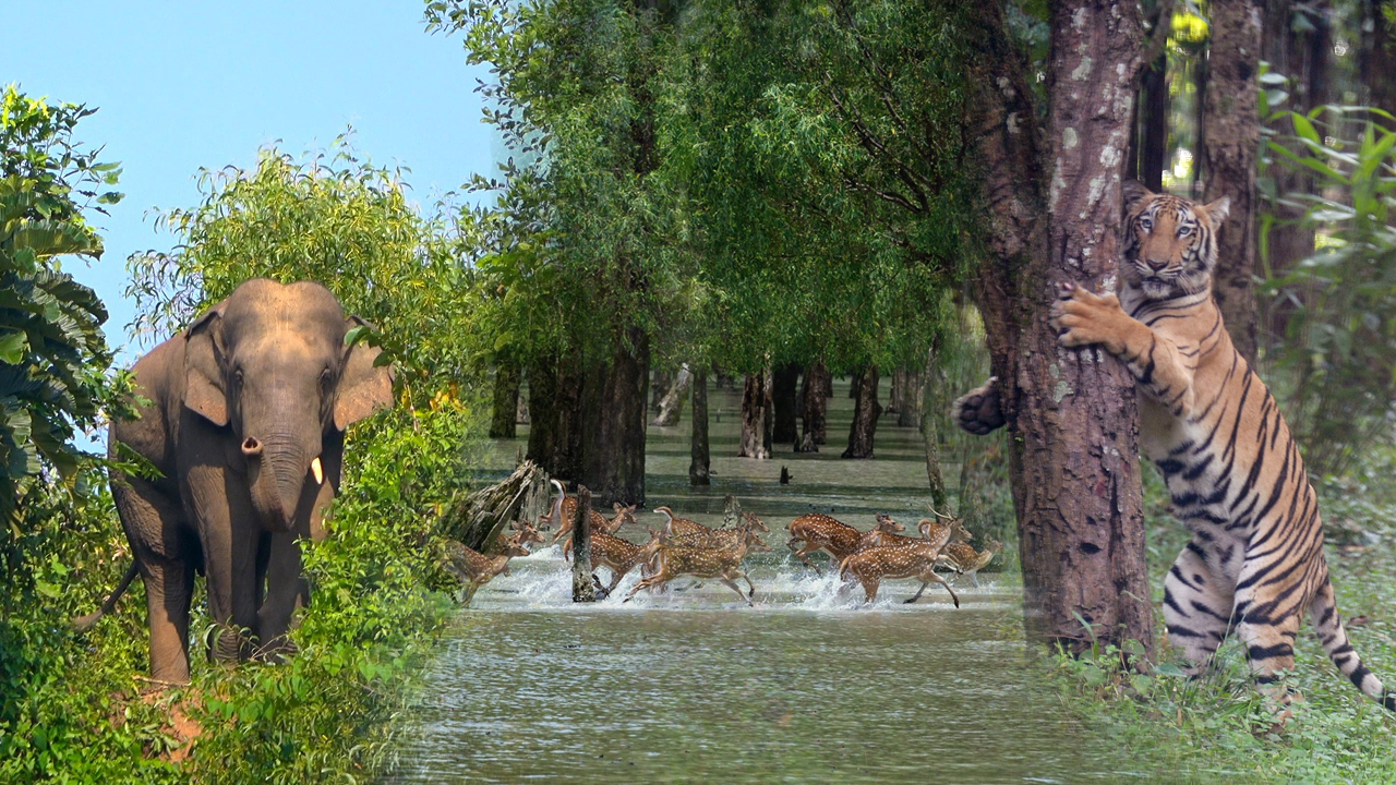 বন বিভাগ সক্ষম, এবার তাদের সক্ষমতা বাড়ান