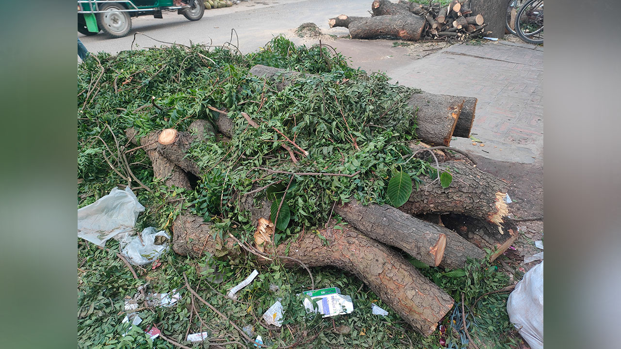 কেটে ফেলা নিমগাছ। ছবি : এশিয়া পোস্ট