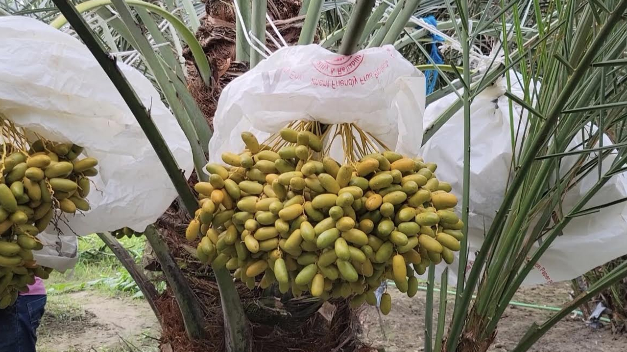 ছবি: এশিয়া পোস্ট