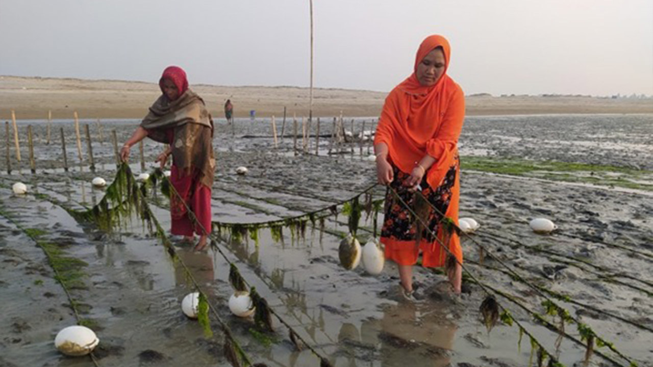 সেন্টমার্টিনের শৈবাল থেকে ওষুধশিল্পের কাঁচামাল