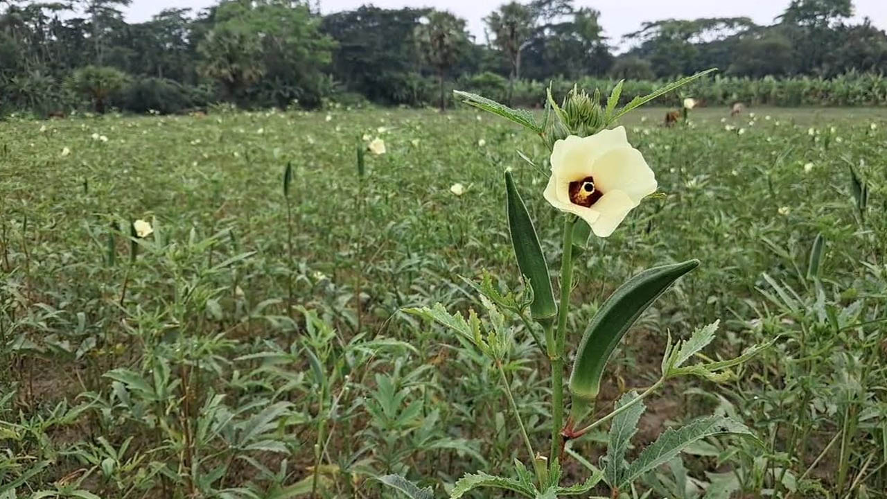 ঢেঁড়শের বাম্পার ফলন, ন্যায্য দাম না পেয়ে হতাশ কৃষক
