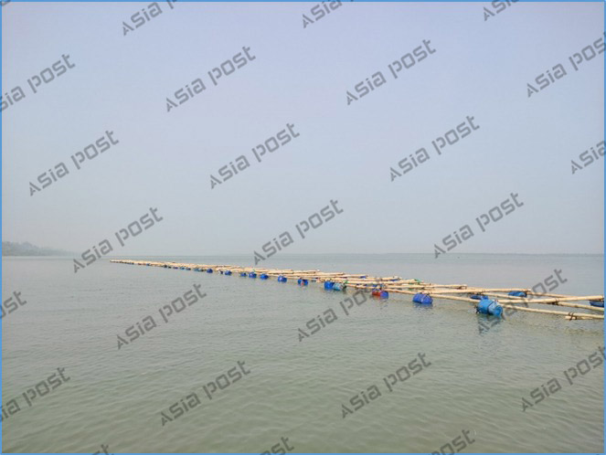 দীর্ঘ দুই বছরের প্রচেষ্টায় গবেষকরা সেন্টমার্টিন দ্বীপ থেকে ১৪৩টি শৈবাল প্রজাতি শনাক্ত করতে সমর্থ হন। ছবি: এশিয়া পোস্ট
