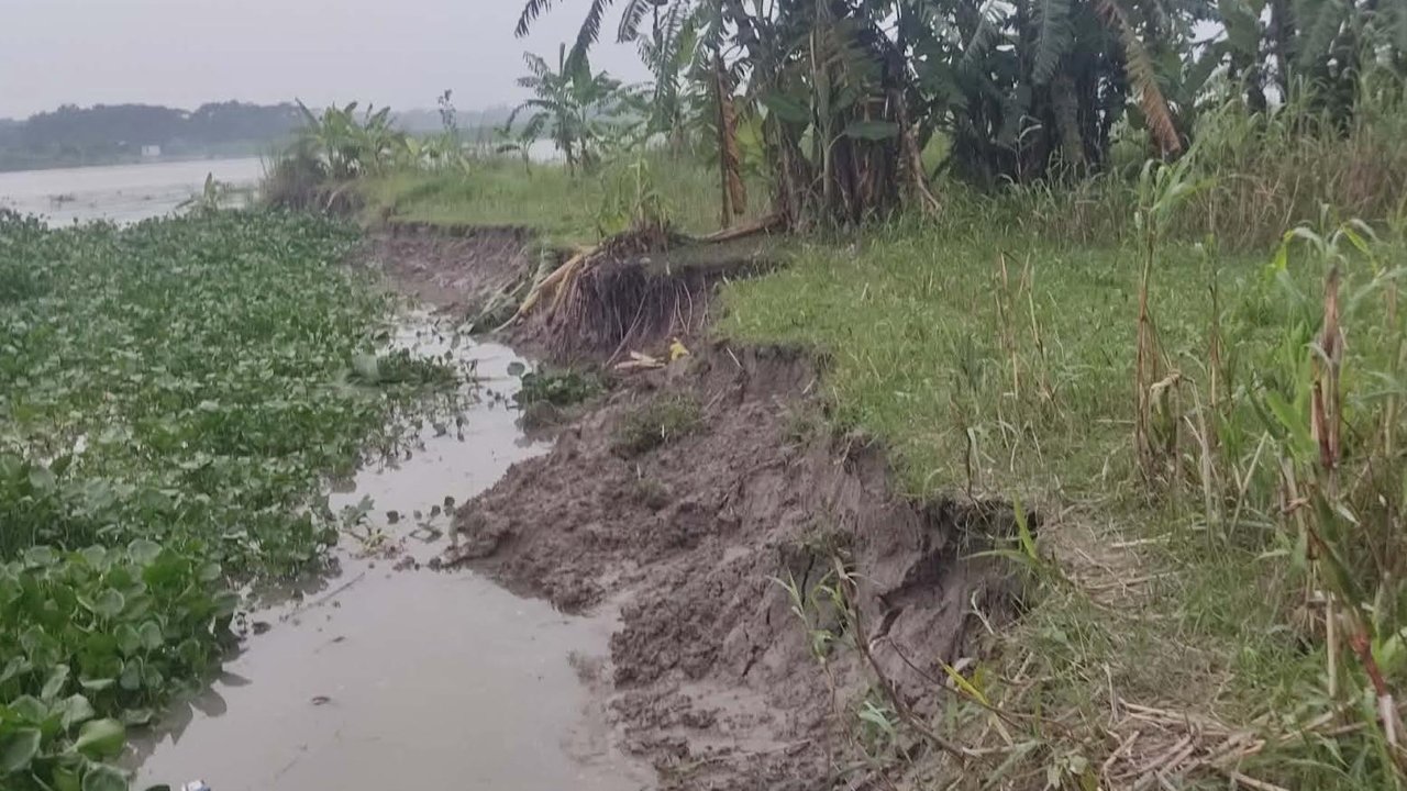 ভাঙনে বিলীন হচ্ছে ফসলি জমি। ছবি: এশিয়া পোস্ট