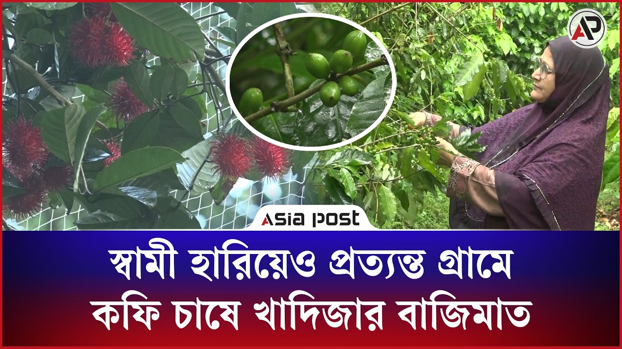 স্বামী হারিয়েও প্রত্যন্ত গ্রামে কফি চাষে খাদিজার বাজিমাত