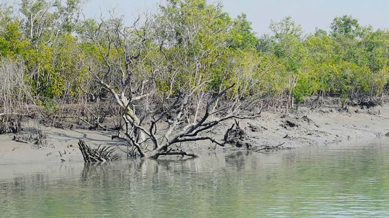 হুমকিতে সুন্দরী, বিলুপ্তির শঙ্কা