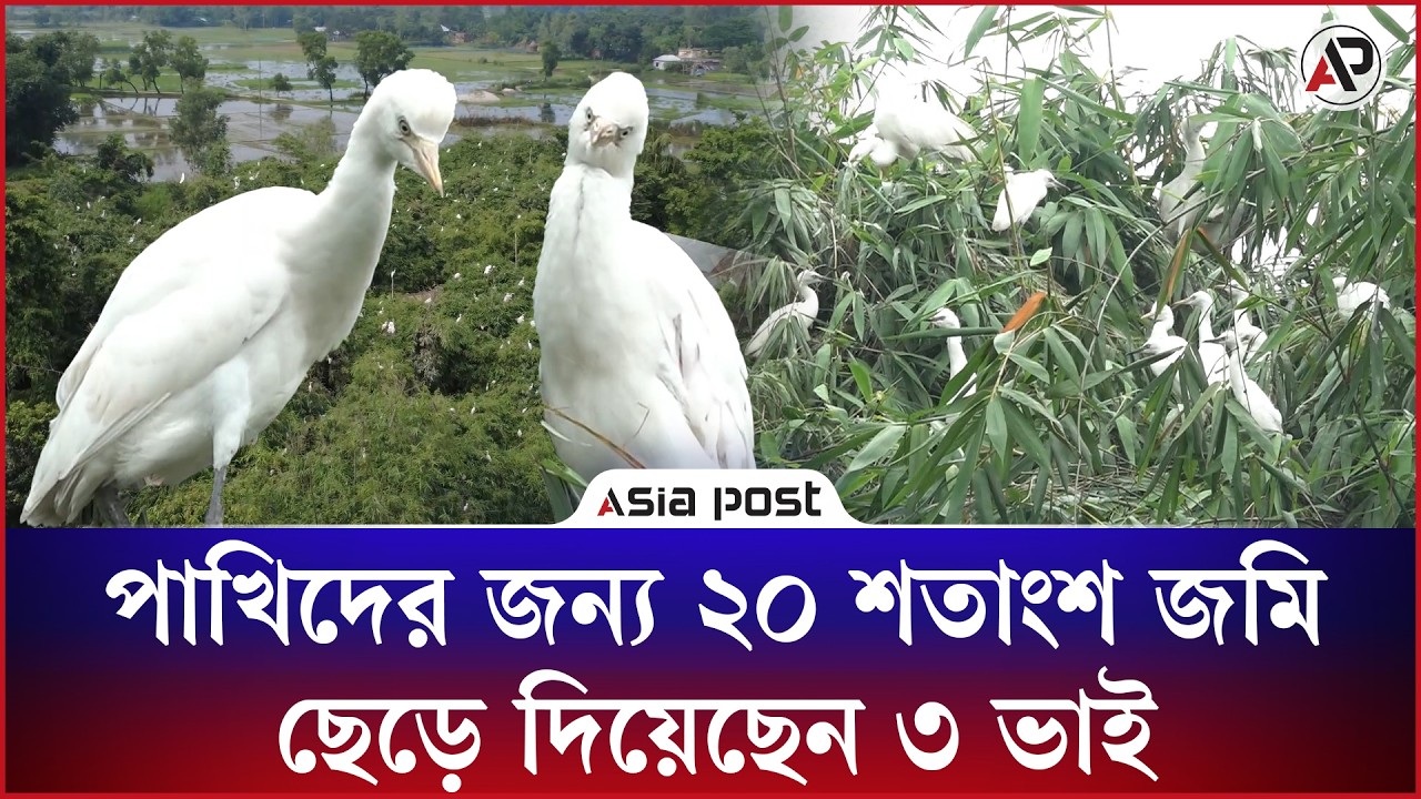 
পাখিদের জন্য ২০ শতাংশ জমি ছেড়ে দিয়েছেন ৩ ভাই, শত বছরের নিরাপদ আবাস