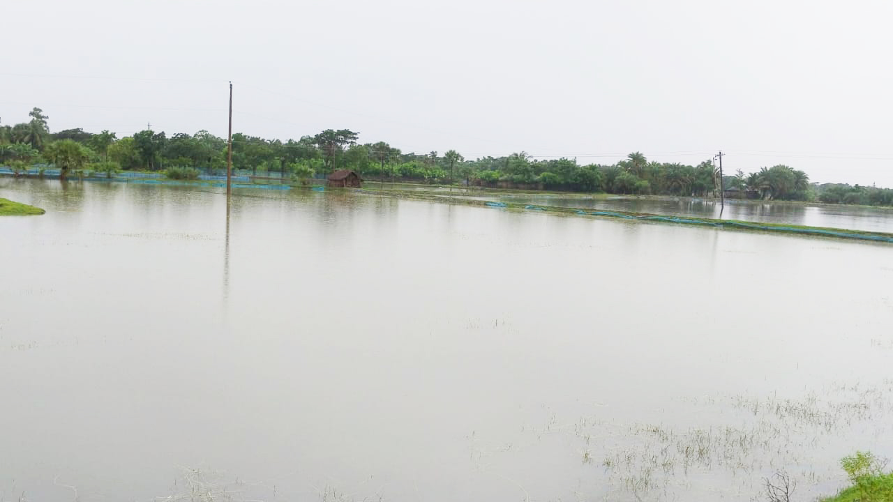 টানা বৃষ্টিতে দিঘলিয়ায় মৎস্য খাতে দুই কোটি টাকার ক্ষতি