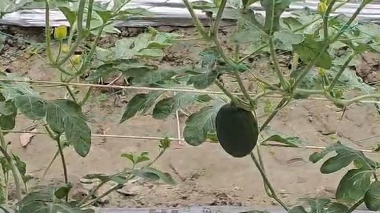 ফল এসেছে তরমুজ গাছে। ছবি: এশিয়া পোস্ট