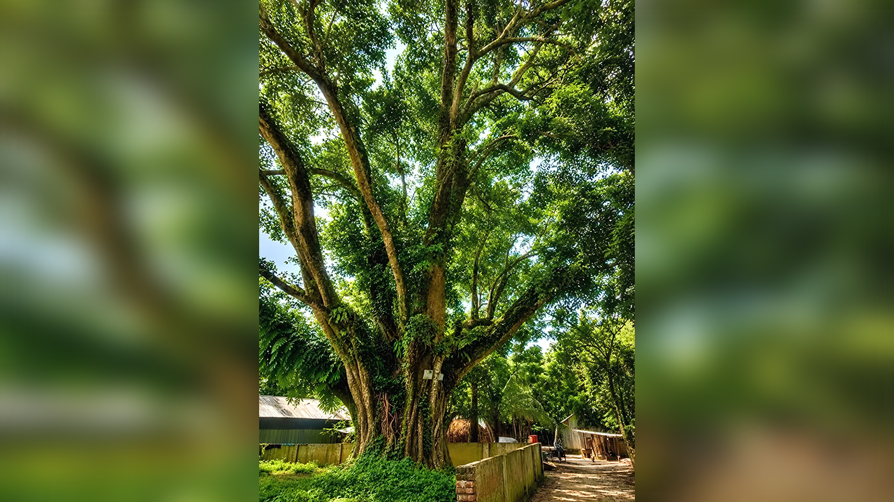 প্রশাসনের হস্তক্ষেপে রক্ষা পেল শেরপুরের ‘শতবর্ষী’ বটগাছ