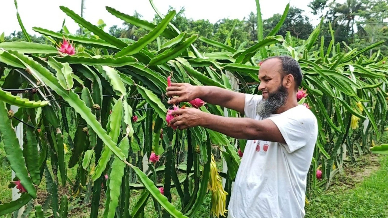 বিদেশ থেকে ফিরে ড্রাগন চাষ, তাতেই ভাগ্য বদলাল সাদেকের