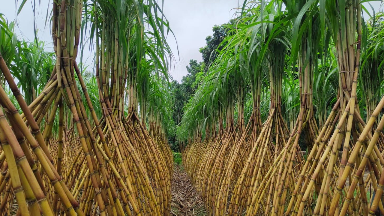 ছবি: এশিয়া পোস্ট